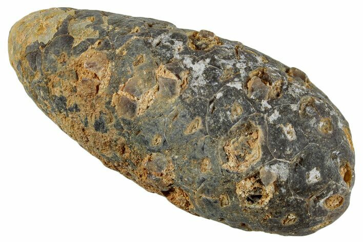 Fossil Cycadophyte Seed Cone - Boujdour, Morocco #267223